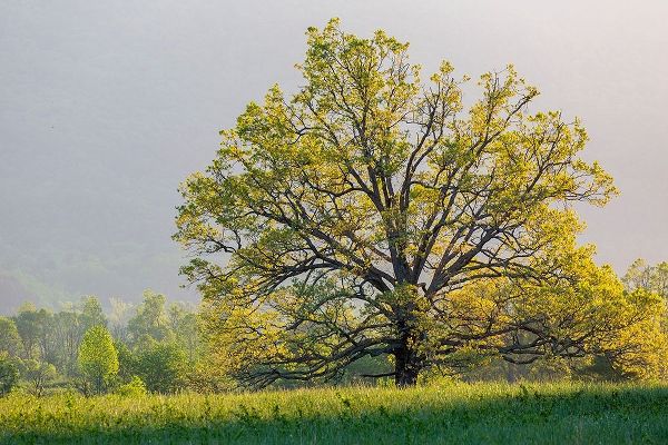 Sunrise in Cades Cove in spring-Great Smoky Mountains National Park-Tennessee